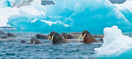 Land Of The Ice Bears: An In-Depth Exploration Of Arctic Svalbard